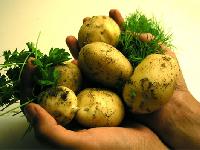 Kartoffeltærte (Vegansk)